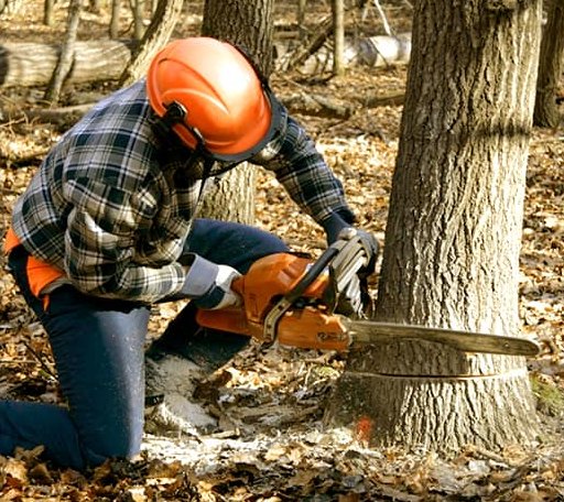Tree Removal in Rison, AR